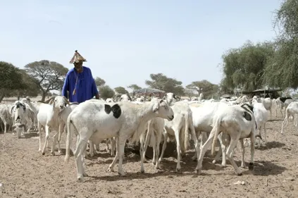 A Dakar, les émeutes meurtrières brident l'arrivée des moutons de...