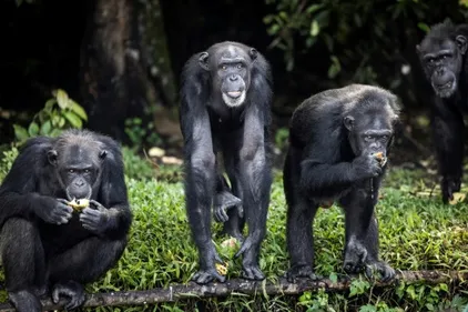 Retraite aux petits soins pour chimpanzés de laboratoire au Liberia