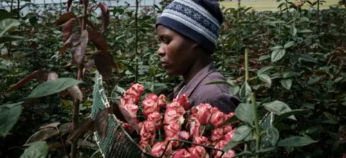 Au Kenya, le coronavirus met la filière des roses à genoux