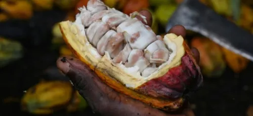 Côte d'Ivoire: 250 milliards FCFA pour le  cacao et les grandes...