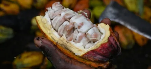 Côte d'Ivoire: 380 millions d'euros pour le  cacao et les grandes...