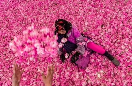 Au Maroc, le dur labeur des cueilleuses de roses