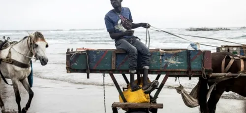 A Dakar, trouver son pain sous les sabots d'un cheval