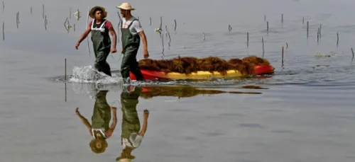 La Tunisie, "pionnière" de la culture des algues rouges en...
