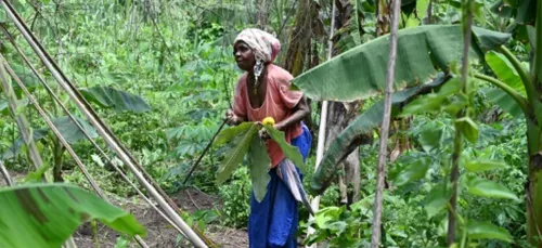 Côte d'Ivoire: des agricultrices plantent bio pour sortir de la...