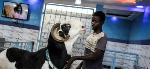Au Sénégal, les béliers géants, stars de la Tabaski