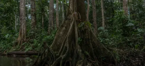 Dans le sud du Bénin, l'une des dernières forêts marécageuses en...