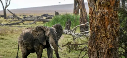 Chaque animal compte : le Kenya recense sa faune sauvage