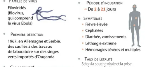 Le virus de Marburg, un cousin d'Ebola presque aussi meurtrier