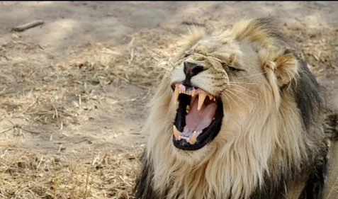 Afrique du Sud: trafic de dents et griffes de lions démantelé, un...