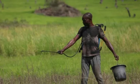 La Bénoué, "grenier" du Nigeria frappé de plein fouet par l'insécurité