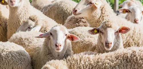 La Bretagne touchée de plein fouet par la fièvre catarrhale ovine
