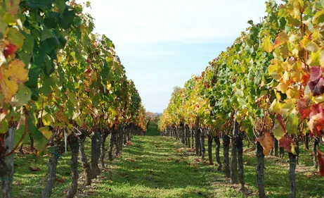 Coup d’envoi des vendanges en Anjou