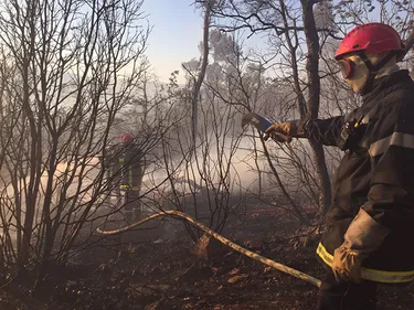 Bretagne : 120 hectares brûlés dans la forêt de Brocéliande, le feu...