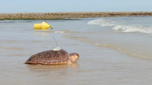 Le retour à l’océan de 60 tortues marines recueillies par...