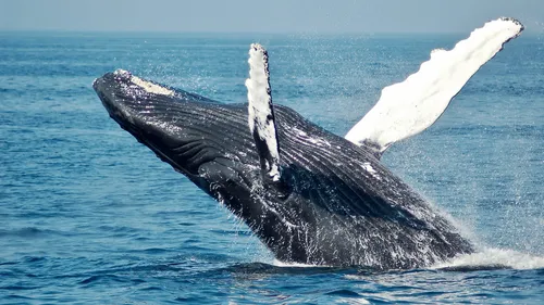 Du vomi de baleine rend des pêcheurs riches !