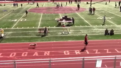 Une chienne fait irruption dans une course de relais… et gagne !