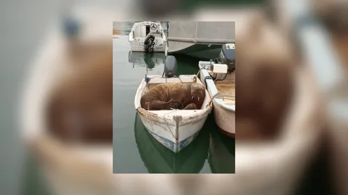 Le morse aperçu aux Sables d’Olonne a fait escale à La Rochelle