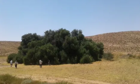 (Vidéo) La Tunisie abrite-elle le plus grand olivier du monde?
