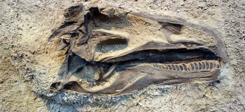 Découverte au sud Maroc : le Spinosaurus est un dinosaure géant...