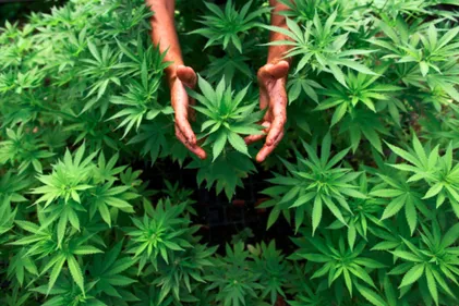Le "cannabiculteur" derrière les barreaux