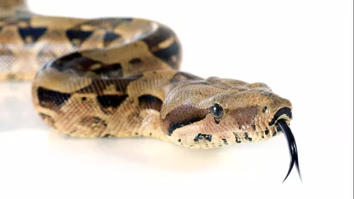A la chasse au boa
