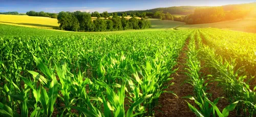 Focus sur les métiers de l’agriculture