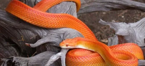 Encore un serpent exotique retrouvé en forêt d’Othe