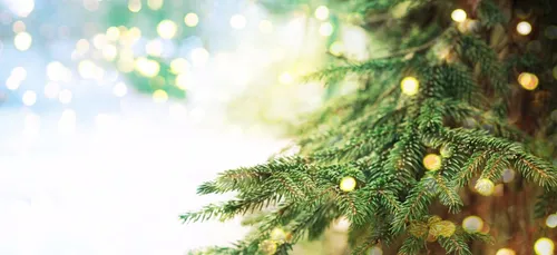 Un sapin pour aider le Burkina Faso