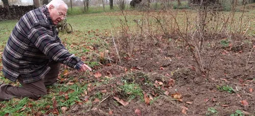 Les sangliers se rapprochent du centre de Sillery