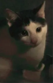 Il retrouve son chat mort dans la rue