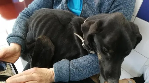 Nouveau cas de maltraitance animale dans les Ardennes