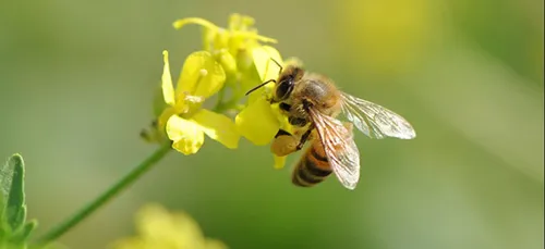 Victoire : Les abeilles sont protégés par la cour européenne.