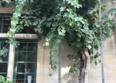 Vendange à l'ancien Collège des Jésuites de Reims