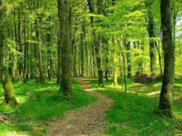 Un corps retrouvé en forêt de Sainte-Ménehould
