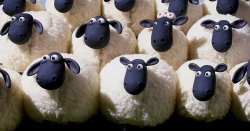 Les Ardennais rois de l'élevage de moutons dans la région