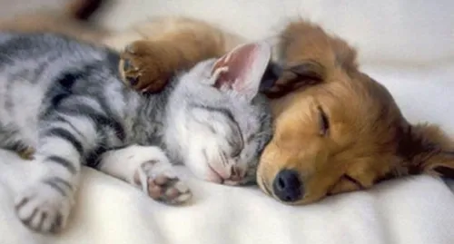 N'attendez pas l'amour, adoptez-le !