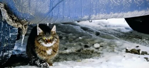 Une association pour trouver un foyer aux chats errants