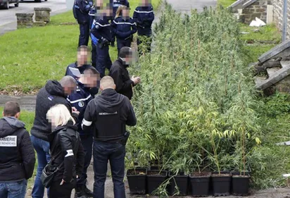 2000 pieds de cannabis saisis dans les Ardennes
