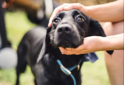 200 chiens vendus à un élevage de la Marne
