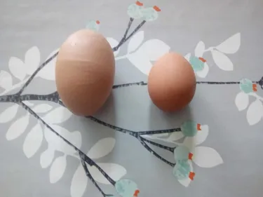 Une poule ardennaise pond un œuf géant