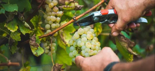 Pôle Emploi prépare le recrutement pour les vendanges
