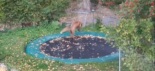 [VIDEO] Un renard s'amuse à faire du trampoline