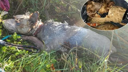 Maltraitance animal