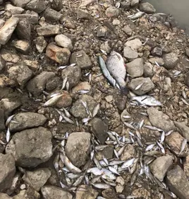 Des tonnes de poissons morts