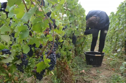 Les dates des vendanges connues