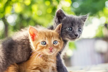 Un couple condamné pour acte de cruauté sur des animaux