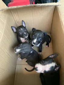 Un élevage illégal de chiens démantelé
