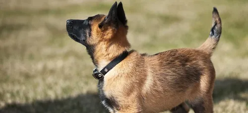 Un chien chute du 3eme étage et se voit confié à une association de...