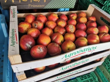 Saisie de fruits avariés